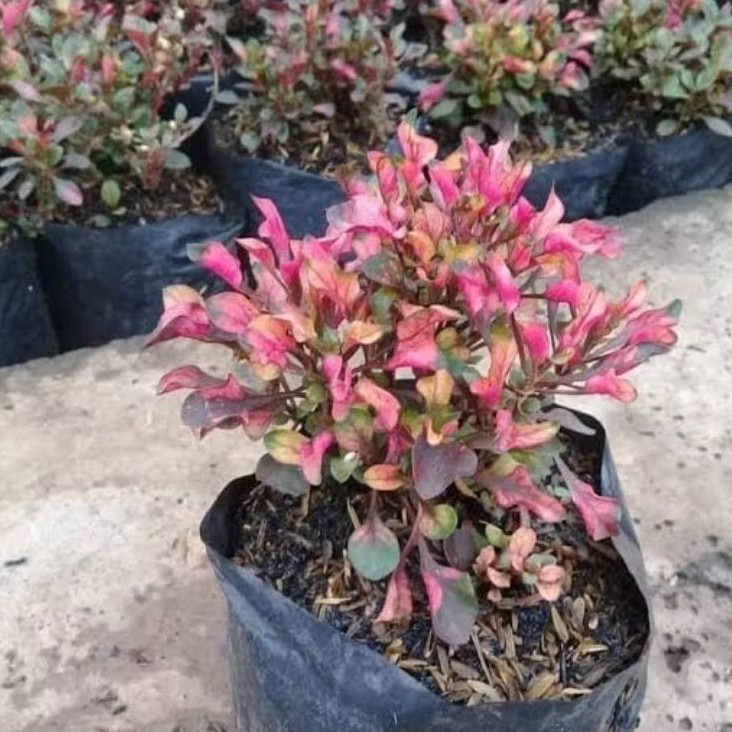 Tanaman Hias Krokot Merah Super Daun Merah Cantik