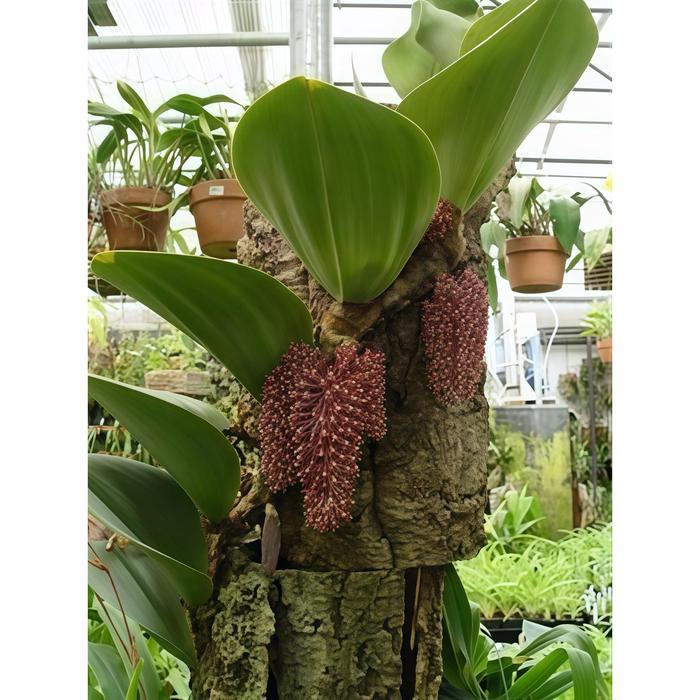 Anggrek bulbophyllum beccarii + Papan pakis - Anggrek kuping gajah - Anggrek bulbop - Bunga anggrek 