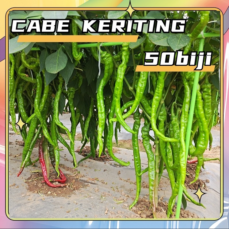 isi 50 Benih Cabe Merah Keriting AKAR - CMK AKAR - Bibit Cabe AKAR