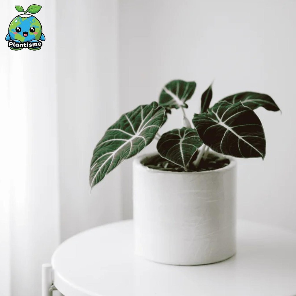 Tanaman Hias – Black Velvet Alocasia reginula Alokasia Beludru Daun Hitam Perak Indoor Elegan