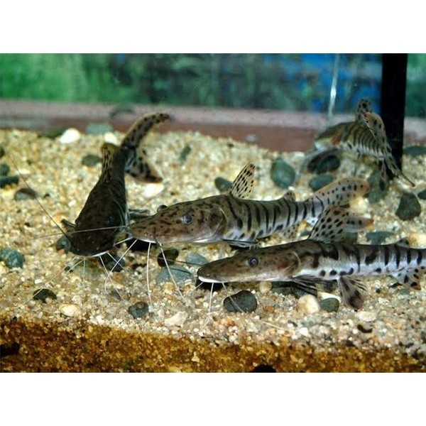 Ikan tsn chatfish berkualitas