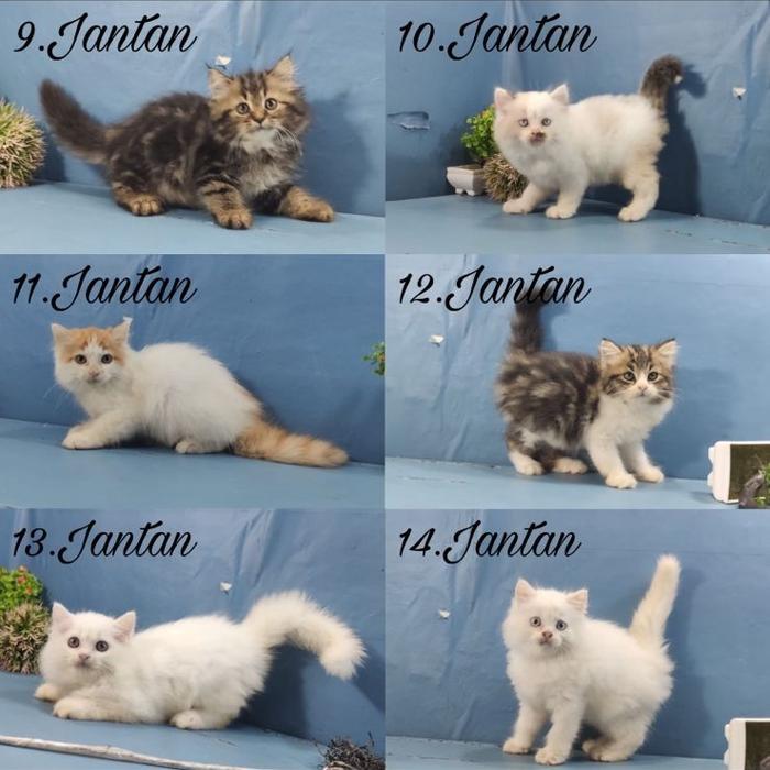 kucing persia jantan dan betina calico