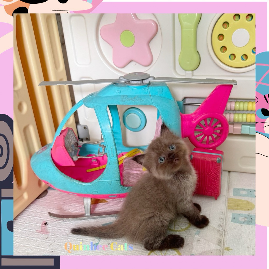 Kucing himalaya jantan Chocolate Cinnamon / coklat