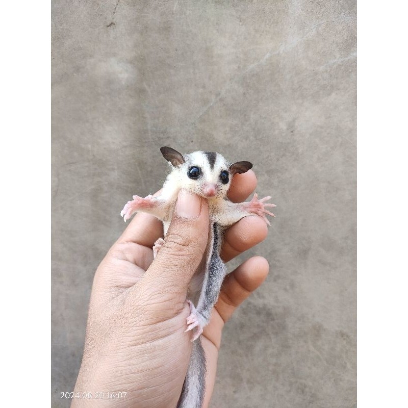Sugar Glider White Face Joey