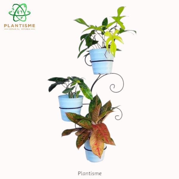 Rak Tanaman - Anova Branch Wall Planter Rak Besi Dinding Motif Ranting Pajangan Vertical Garden Pot 