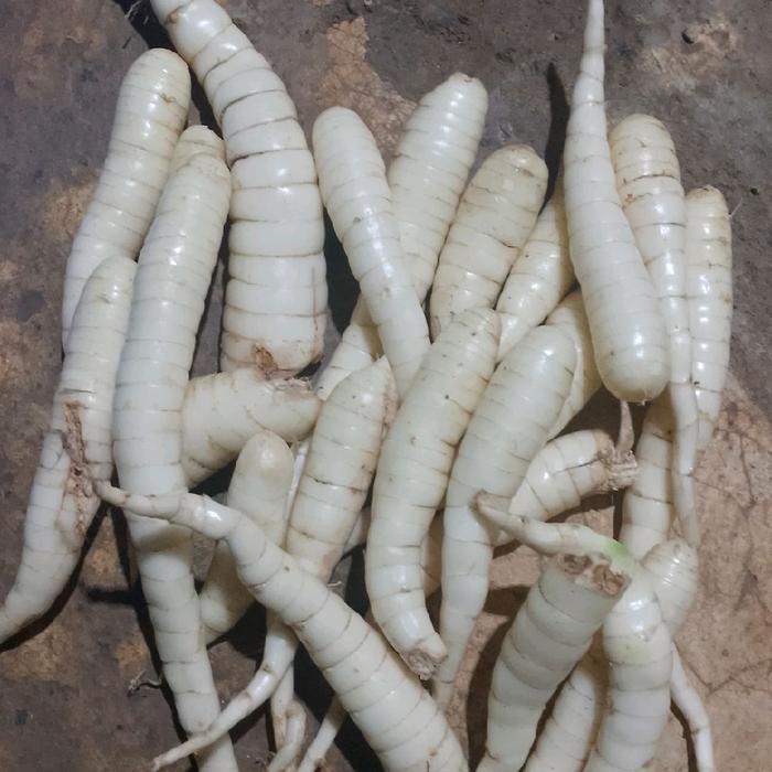 Umbi Garut Segar 1 Kg / Umbi Garut Obat Lambung / Umbi Garut Obat Lambung Ori / Umbi Garut Asam Lamb