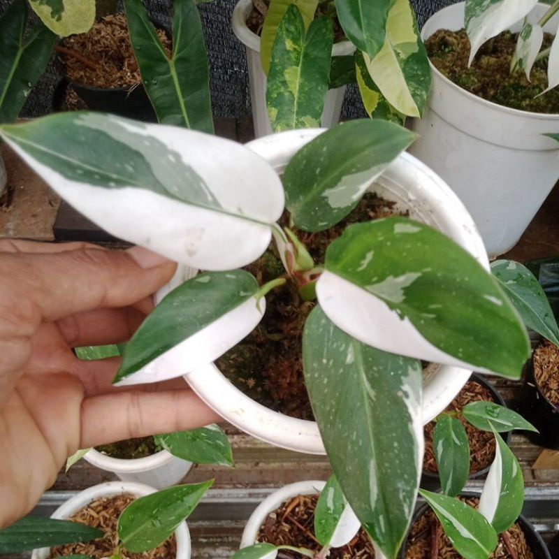 Tanaman Philodendron white princess - Tanaman Hias Philodendron white princess
