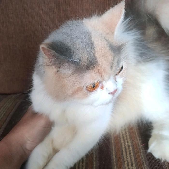 kucing persia calico flatnose