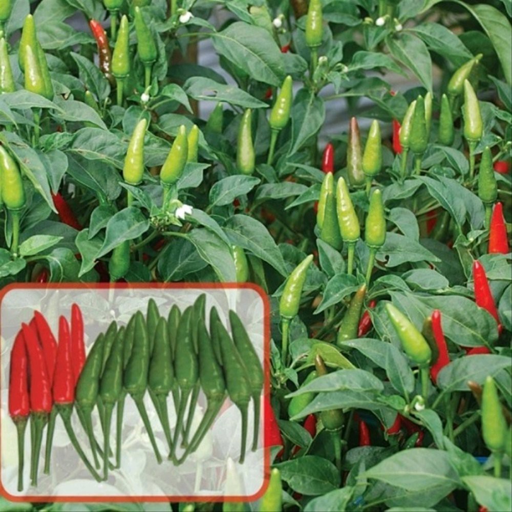paket 15 Benih Biji Cabe Rawit santika f1 -MYSEEDGARDEN