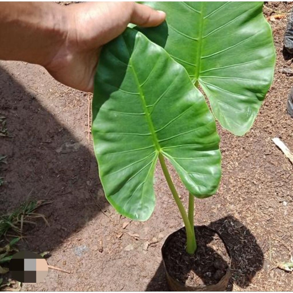 Bibit Talas Sente Jumbo Tinggi Sudah Berakar Siap Tanam