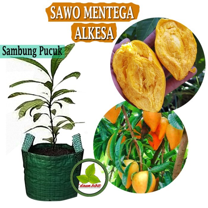 Bibit Sawo Mentega | Yellow Sapote | Alkesa
