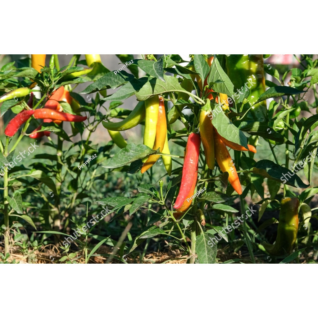 PDG BENIH BIJI Bibit Cabe Rawit VIRAL