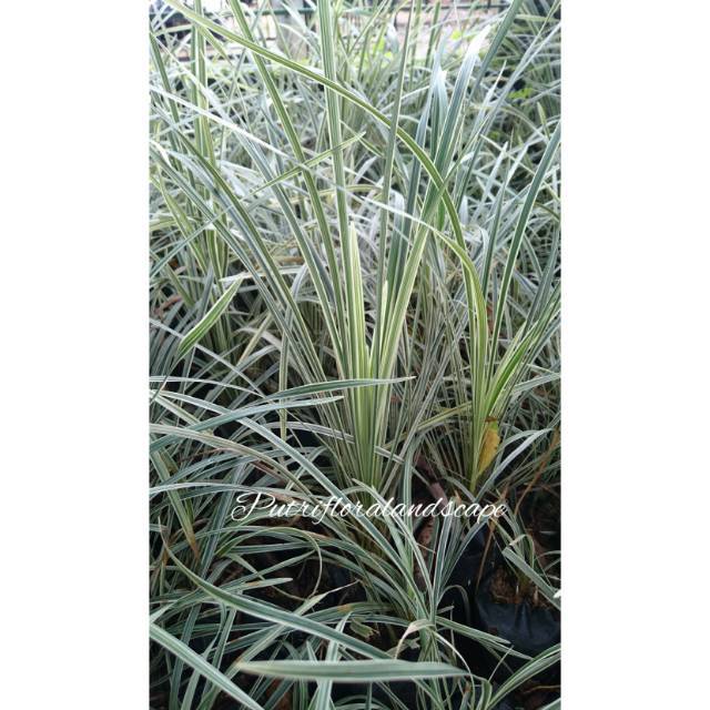Tanaman Hias Jaburan Putih-Alang-alang Jaburan(PARIS CAREX MORROWII ICE