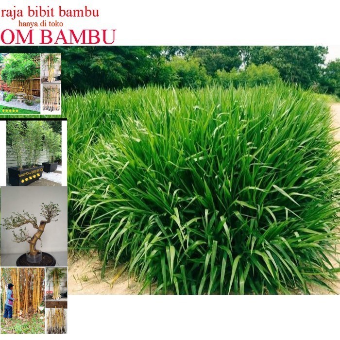 Bibit Rumput Odot Kualitas Super 1 Kg Rumput Odot Super Pakan Ternak Rumput Pakan Kambing dan sapi b