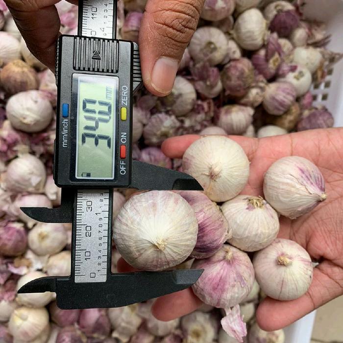 1kg [Ukuran JUMBO 3cm - 3,5cm]  Bawang Putih Tunggal Kualitas Bagus Pilihan [BISA COD] Bawang Lanang