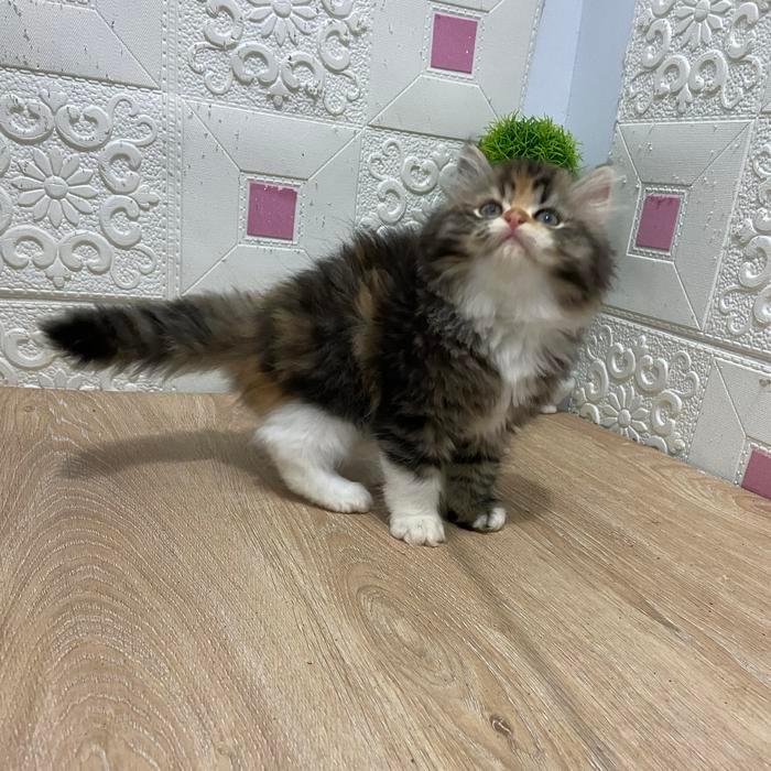 KUCING PERSIA KITTEN PERSIA LONG HAIR FLATNOSE MAKANAN KUCING
