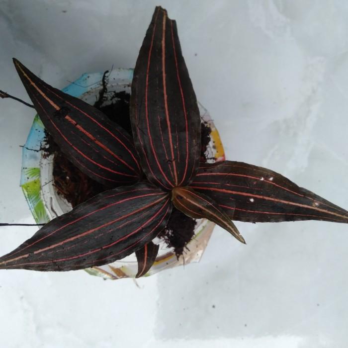 COD tanaman jewel orchid ludisia >Pangpung Alam<