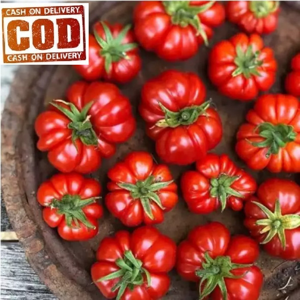 TOMAT MAWAR F1 - 50 Biji / Benih / bibit  - TOMAT KERITING MAWAR MERAH - Seed buah - bibit sayur - B