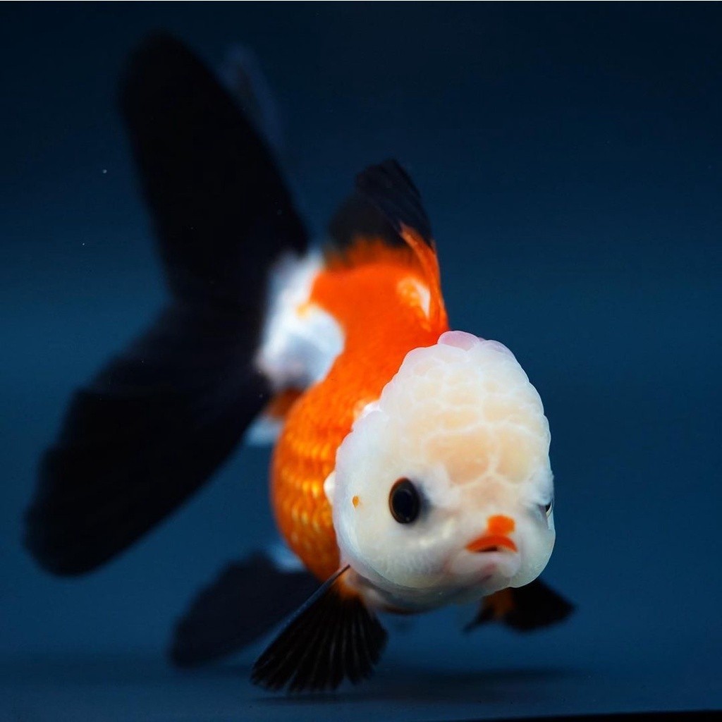 Ikan Mas Koki Oranda small 5-6 cm 3color tricolor panda / ranchu / ryukin / mutiara / lowo / tossa /