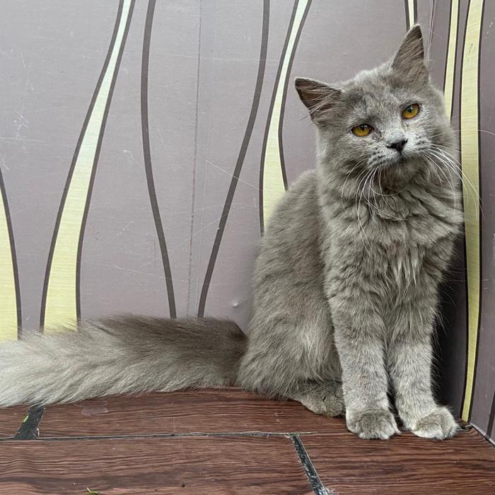 Kucing persia british longhair
