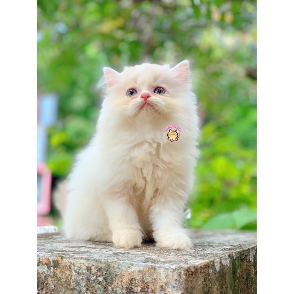 KUCING PERSIAN CREAM PUTIH JANTAN C