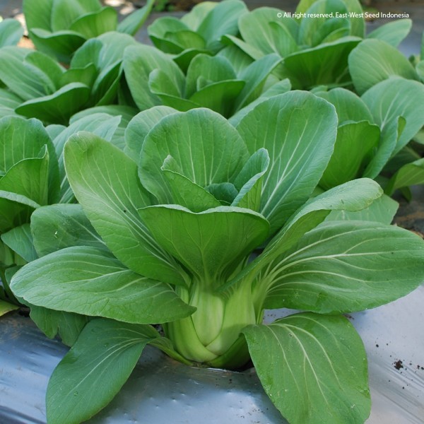 50 Benih Sawi Pakcoy Hijau Pakchoy Hidroponik -MYSEEDGARDEN