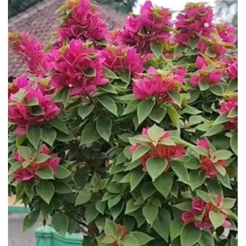 Tanaman Bugenvil SPG Merah Fanta