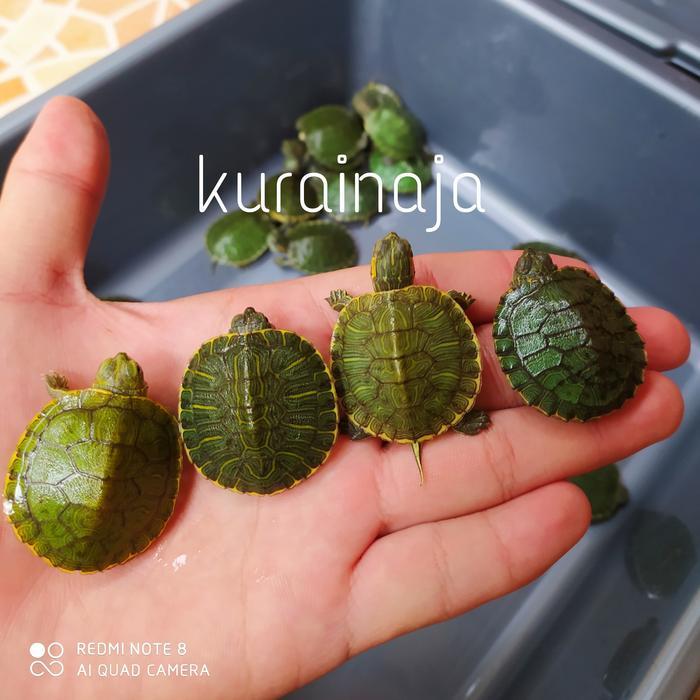 HIASAN BAK - BRAZIL KURA KURA BABY