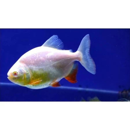 Hiasan Aquarium Bawal Pacu -+7cm Albino al