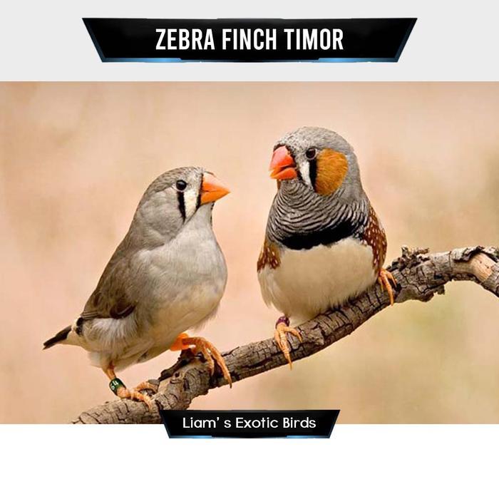 Zebra Finch Timor Sepasang Jantan Betina - Jantan