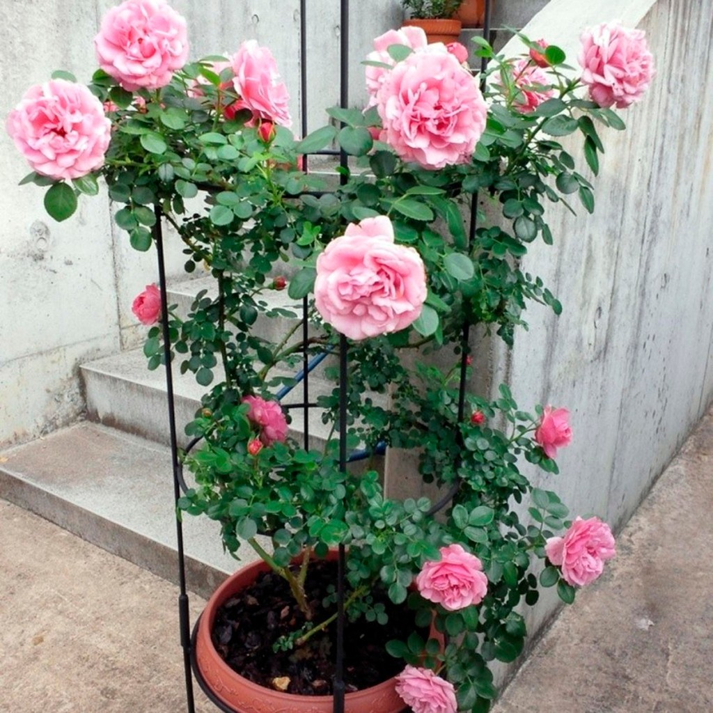 Rak Tanaman - Porta Plant Support Stand Standing Rak Rambatan Penyangga Tanaman Media Rambat Vertika