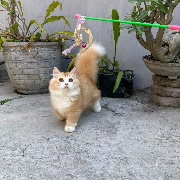 kucing munchkin longhair/kucing cebol/kucing kaki pendek napoleon