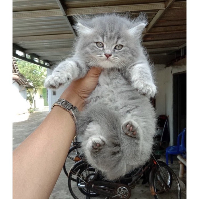 persia kitten mainchoon  peaknose bengal munckhin  british scotis exotis