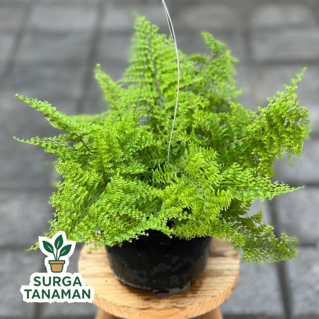 Tanaman hias gantung pakis boston - tanaman gantung pakis boston
