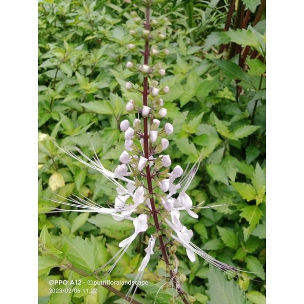 Tanamna Herbal Kumis Kucing - Pohon Kumis Kucing - Tanaman Herbal - Pohon Kumis Kucing