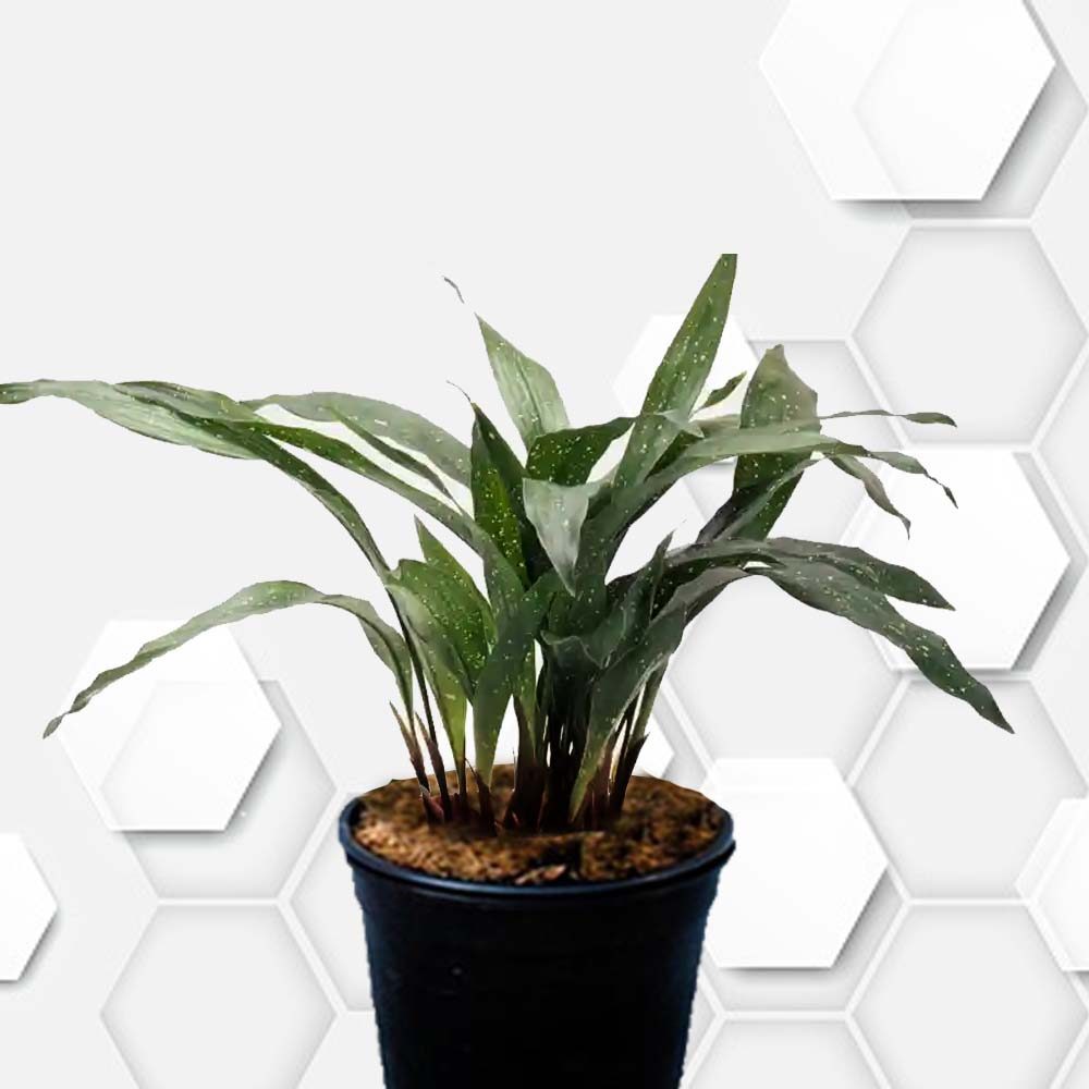 tanaman hias hidup aspidistra/tanaman indoor