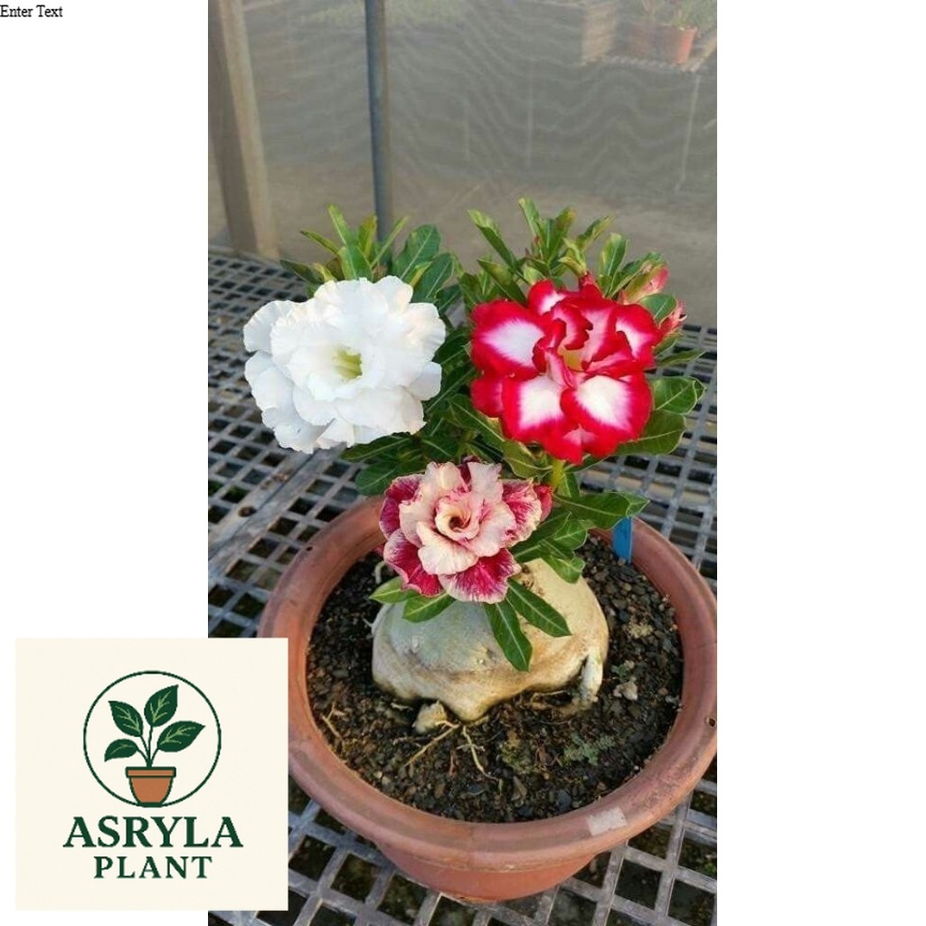 (PROMO) ( BISA COD ) TERMURAH Tanaman Hias Bunga Adenium Obesum Bunga Tumpuk 3 Warna - Adenium Kambo