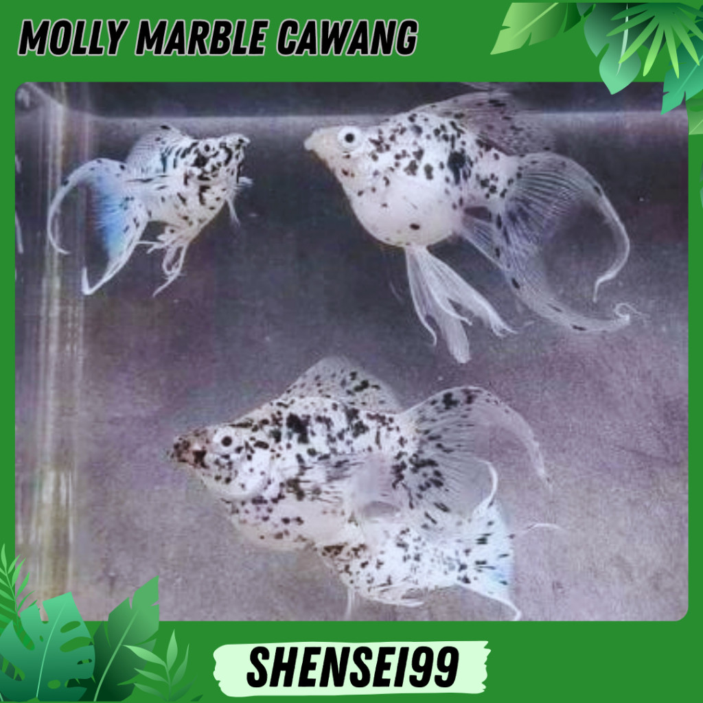 Molly BABON Marble Cawang Short Body - Ikan hias moli hias molly premium