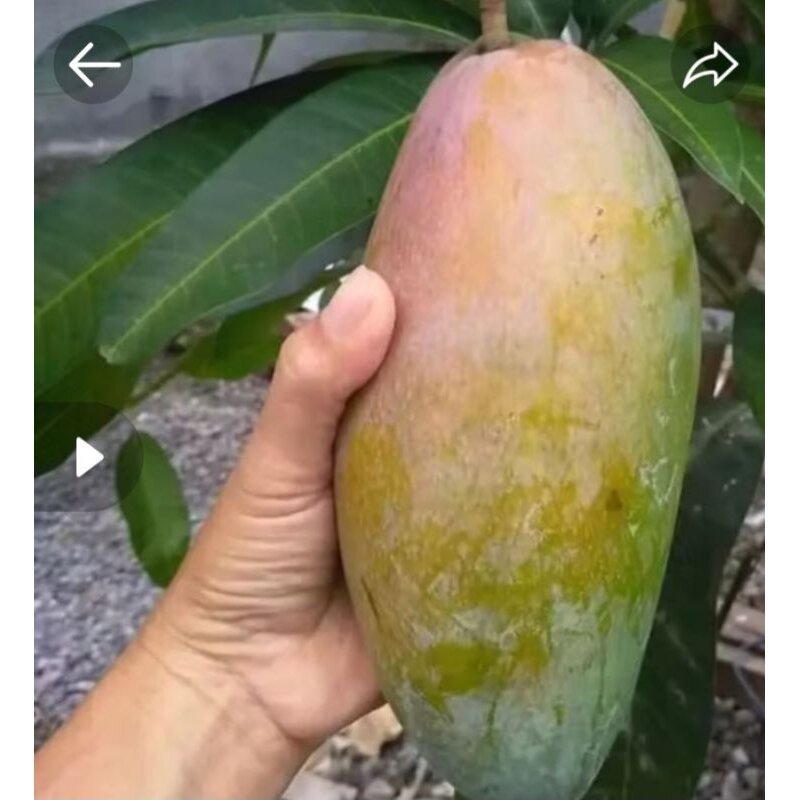 INDUKAN MANGGA BERBAGAI JENIS 2 METER PERNAH BERBUAH