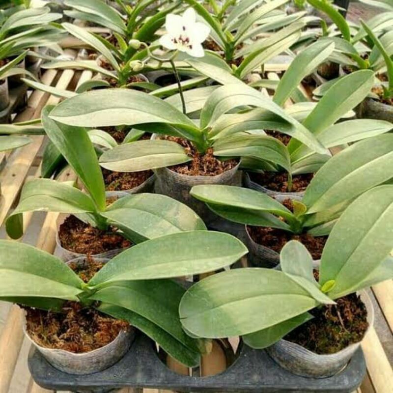 Anggrek Bulan Dewasa, Anggrek Bulan Spike, Anggrek Bulan Murah