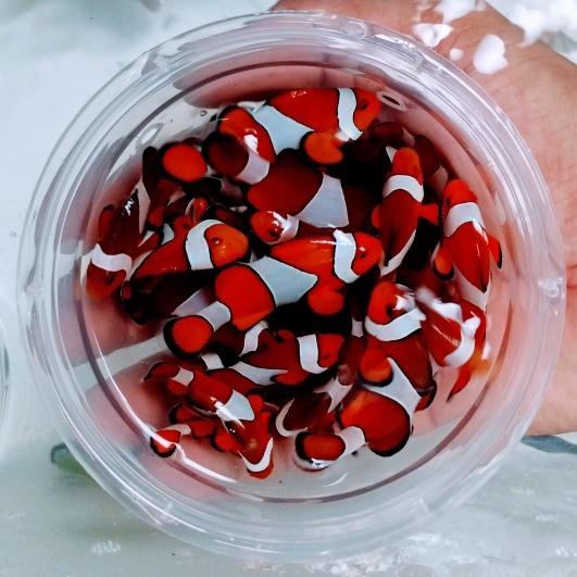 ikan hias laut nemo - M