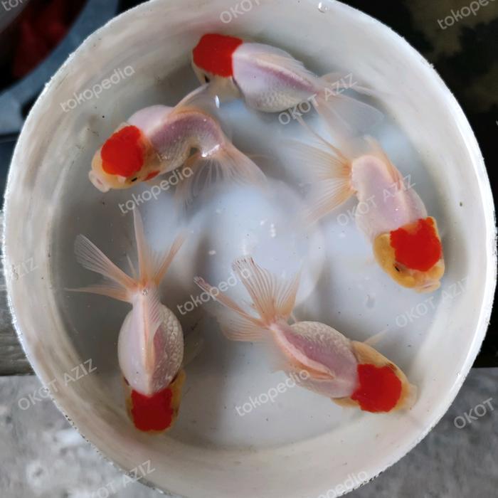 Ikan maskoki mas koki Oranda Redcap red cap