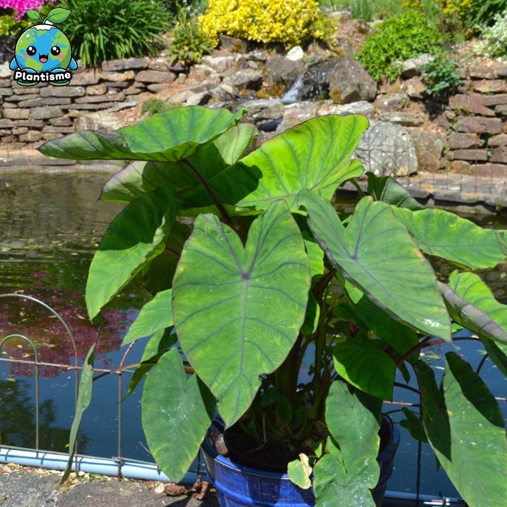 Tanaman Hias – Colocasia Esculenta Blue Hawaii Talas Hias Daun Besar Variegata Hijau Biru Tegak