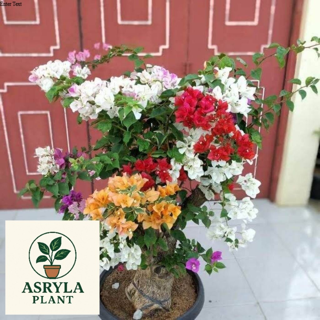 (PROMO) ( BISA COD ) TERMURAH Tanaman Hias Bougenville 4 Warna - Bibit Bougenville 4 Warna