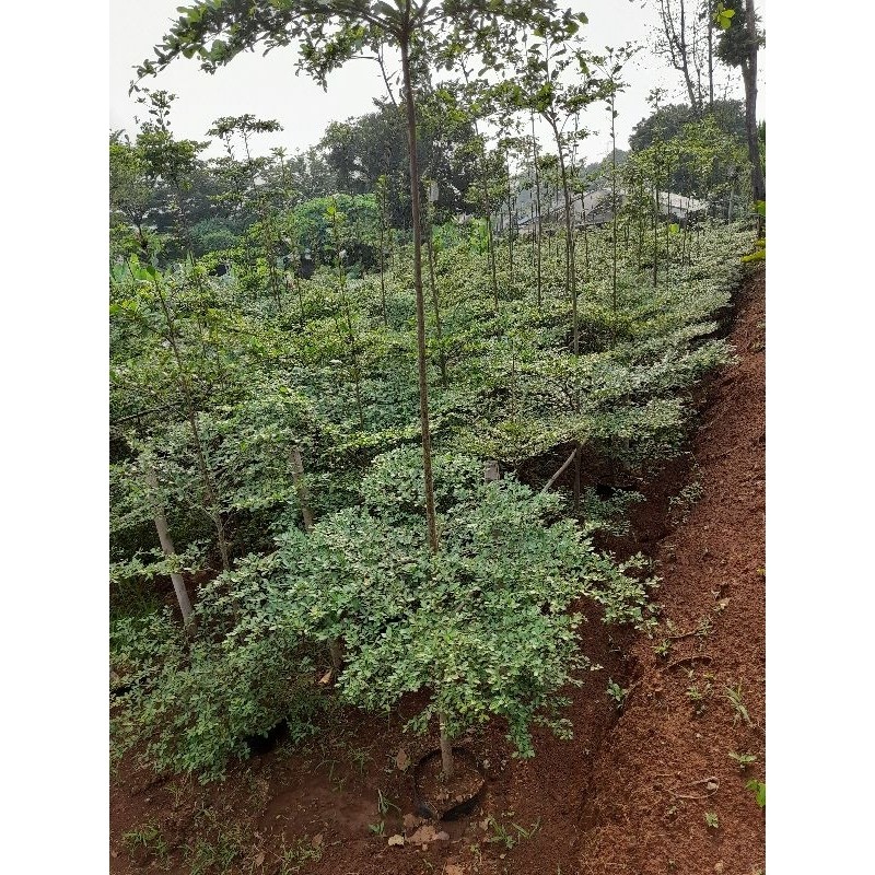 Pohon Ketapang Kencana Ukuran 1.3-2m - Tanaman Hias Ketapang Kencana