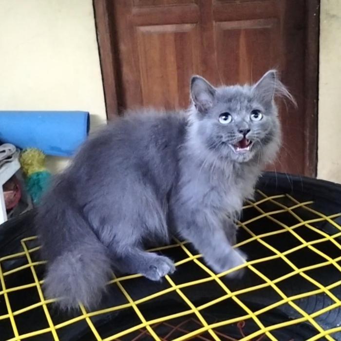 kucing kitten persia warna abu abu solid