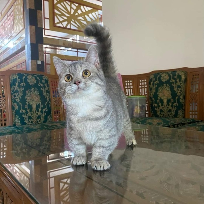 Open Adopt Kitten, Adopsi Kucing, British Shorthair Munchkin, Kitten Blue Golden Tabby, Kucing Lucu 