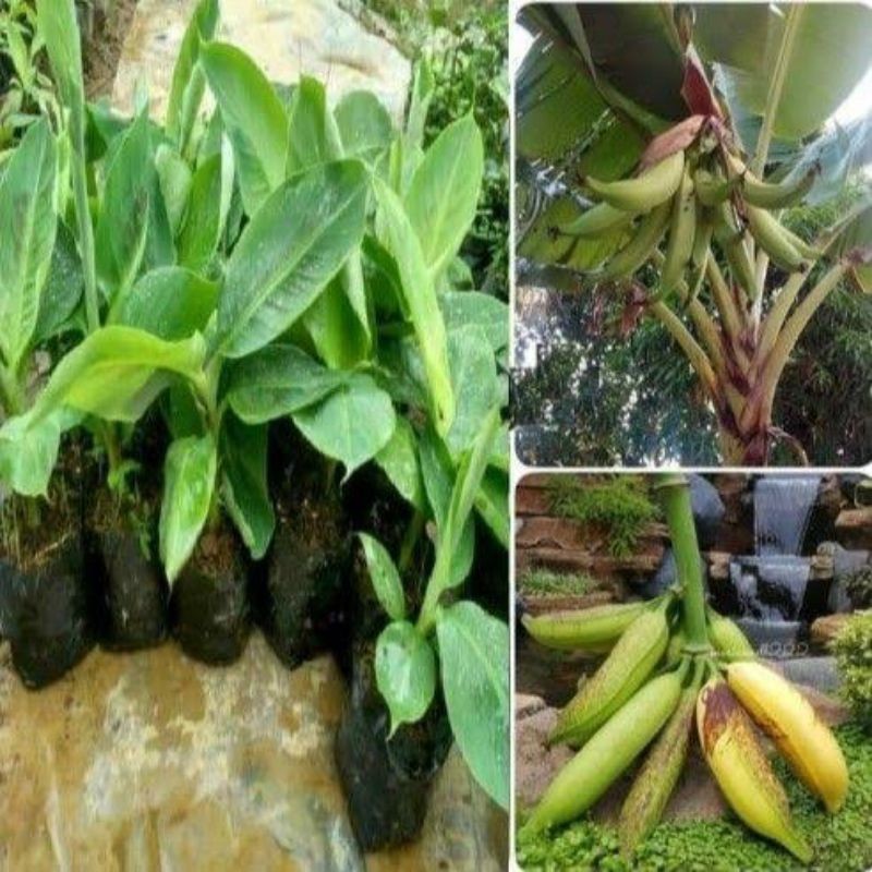 PROMO Bibit Pisang Tanduk Botol Super(Beli 2 Gratis 1)