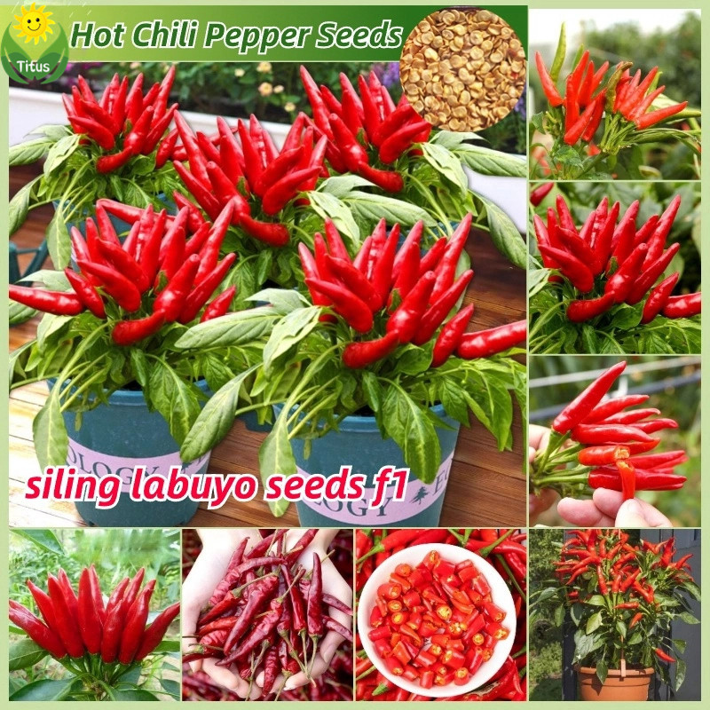 100% Legit Fresh Organic Hot Chili Pepper Biji Cabai Merah- Benih Cabai Impor(50pcs/pack) F1 Siling 