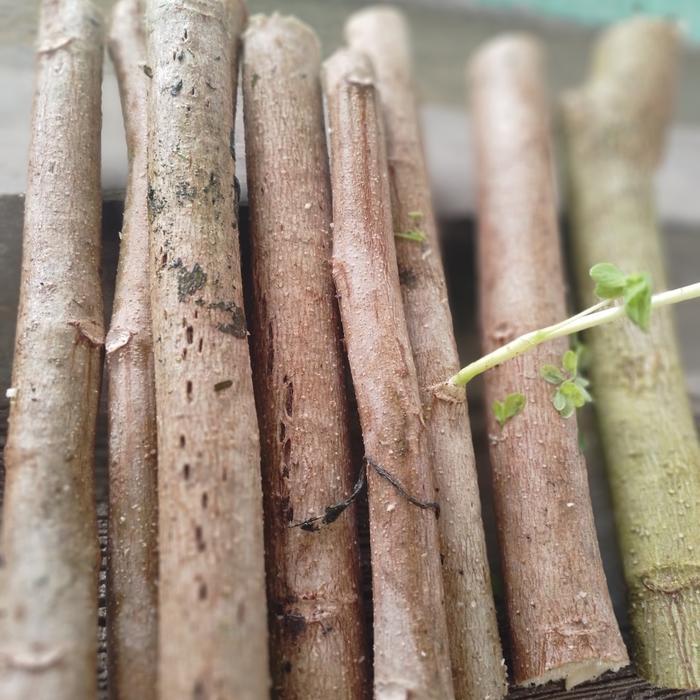 bibit stek pohon kelor Bibit pohon kelor cutting stek batang kelor siap